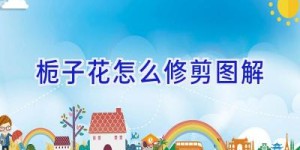 栀子花怎么修剪图解