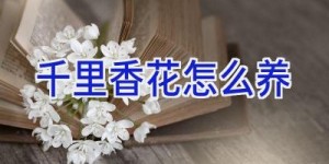 千里香花怎么养