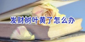 发财树叶黄了怎么办