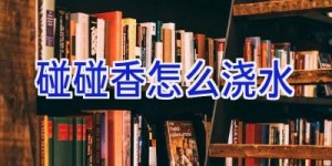 碰碰香怎么浇水