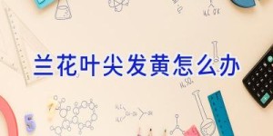 兰花叶尖发黄怎么办