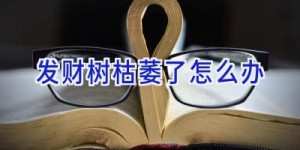 发财树枯萎了怎么办