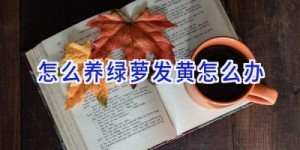 怎么养绿萝发黄怎么办