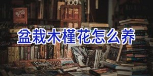 盆栽木槿花怎么养