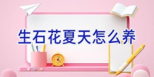 生石花夏天怎么养