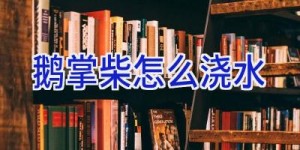 鹅掌柴怎么浇水