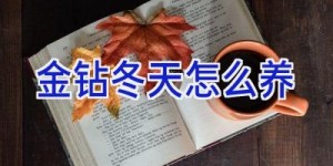 金钻冬天怎么养