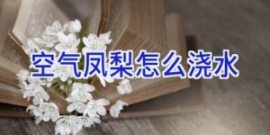 空气凤梨怎么浇水