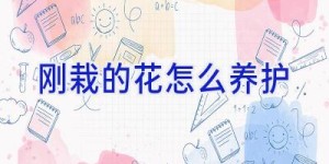 刚栽的花怎么养护
