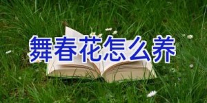 舞春花怎么养