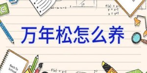 万年松怎么养