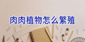 肉肉植物怎么繁殖