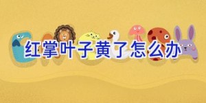 红掌叶子黄了怎么办