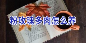 粉玫瑰多肉怎么养