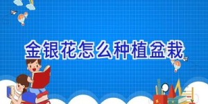 金银花怎么种植盆栽