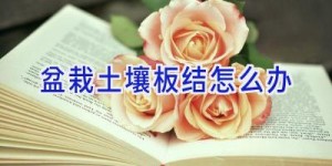 盆栽土壤板结怎么办