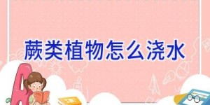 蕨类植物怎么浇水