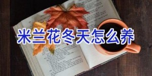 米兰花冬天怎么养