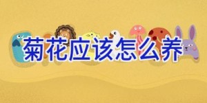 菊花应该怎么养