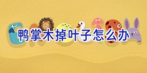 鸭掌木掉叶子怎么办