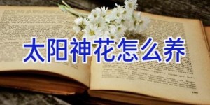 太阳神花怎么养