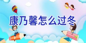 康乃馨怎么过冬