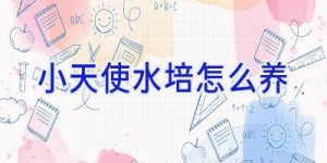 小天使水培怎么养