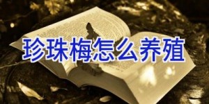 珍珠梅怎么养殖