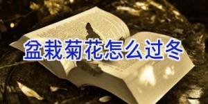 盆栽菊花怎么过冬