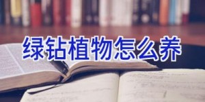 绿钻植物怎么养