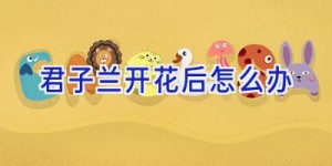 君子兰开花后怎么办