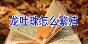 龙吐珠怎么繁殖