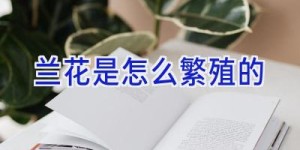 兰花是怎么繁殖的