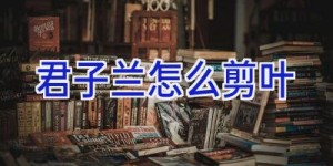 君子兰怎么剪叶