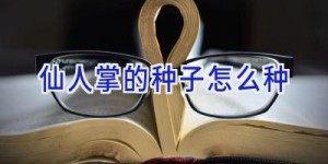 仙人掌的种子怎么种