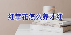红掌花怎么养才红