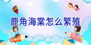 鹿角海棠怎么繁殖