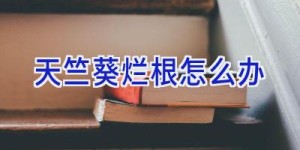 天竺葵烂根怎么办