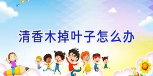 清香木掉叶子怎么办