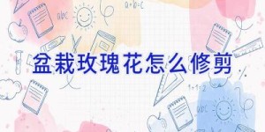 盆栽玫瑰花怎么修剪