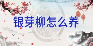银芽柳怎么养
