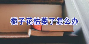 栀子花枯萎了怎么办