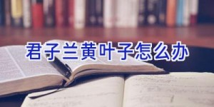 君子兰黄叶子怎么办