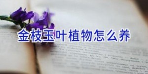 金枝玉叶植物怎么养