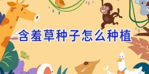 含羞草种子怎么种植