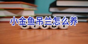 小金鱼吊兰怎么养