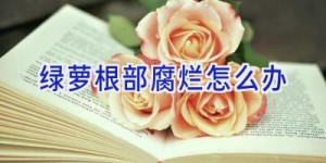 绿萝根部腐烂怎么办