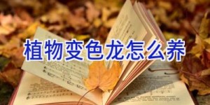 植物变色龙怎么养