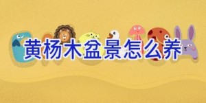 黄杨木盆景怎么养