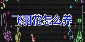 飞羽花怎么养